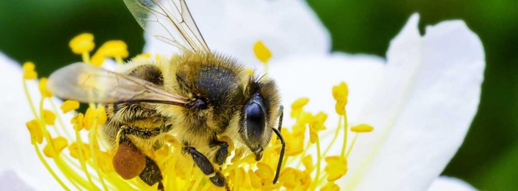 صورة النحل